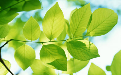 Развитие талантов